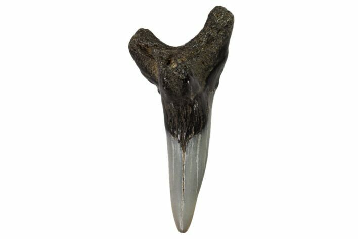 Lower Shark Tooth Fossil (Hemipristis) - Virginia #102132